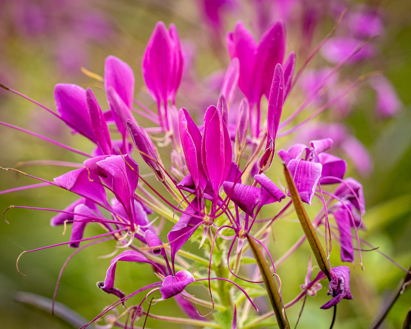 En pink variant af edderkoppeplante, Cleome hassleriana 'Rose Queen'