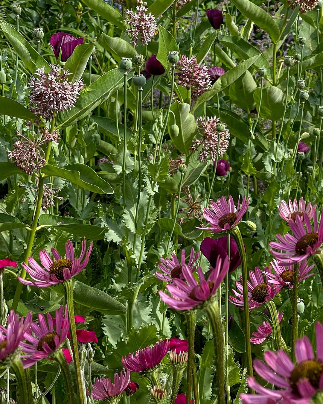Perennials in Brooklyn Botanical Garden
