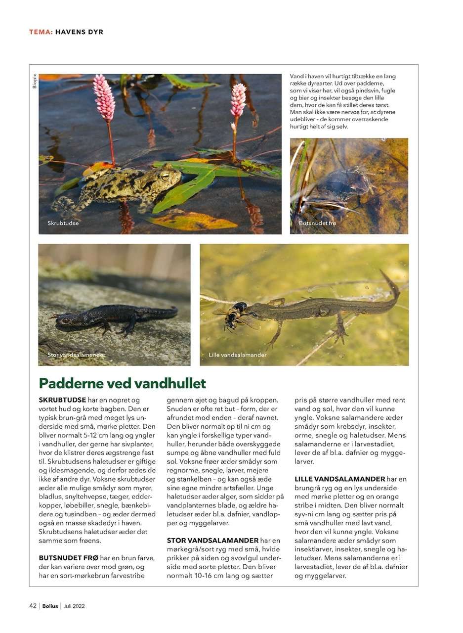 Magasinet Bolius med artikel om vand til padder og andre dyr. Tekst og fotos af Kenn Römer-Bruhn