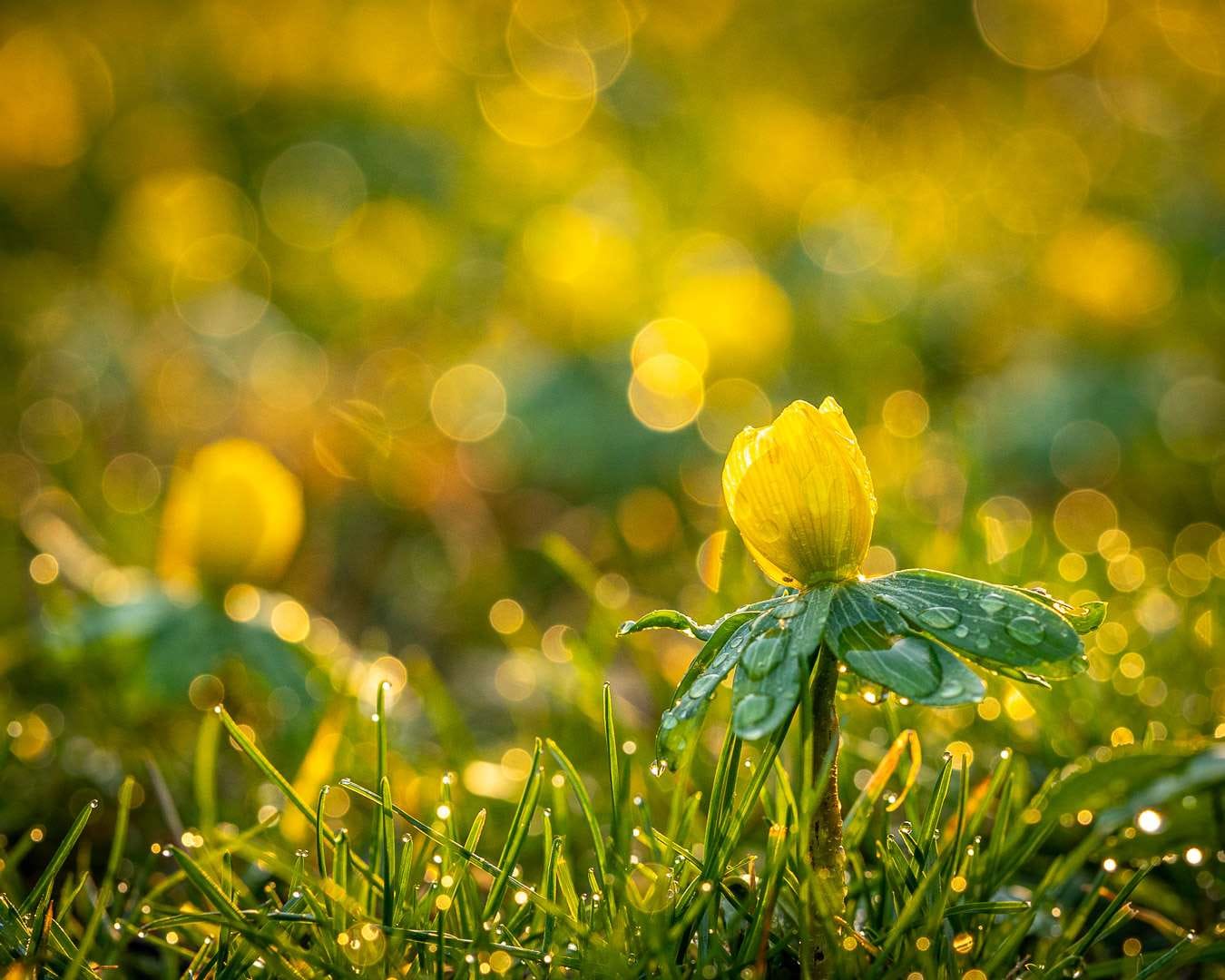 Kønne, gule erantis pryder Blomsterhaven i podcasten 'Ægte haveglæde'