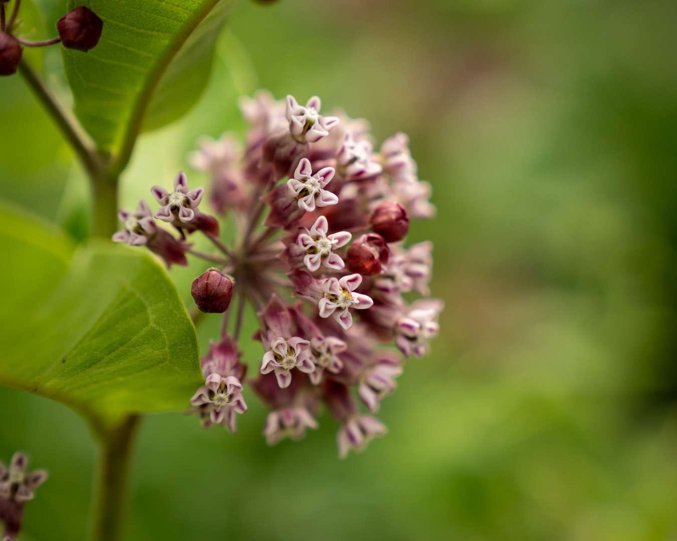 Rosensilkeplante, Asclepias incarnata, i The High Line Rosensilkeplante, Asclepias incarnata, i The High Line