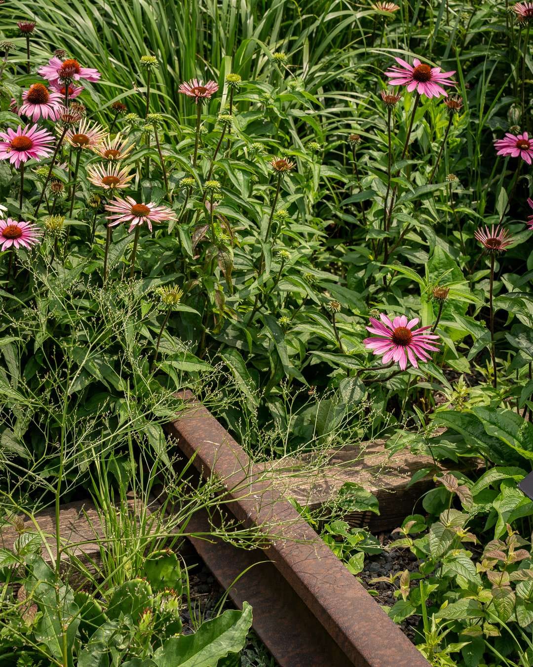 Solhat mellem jernbaneskinner på High Line Solhat mellem jernbaneskinner på High Line
