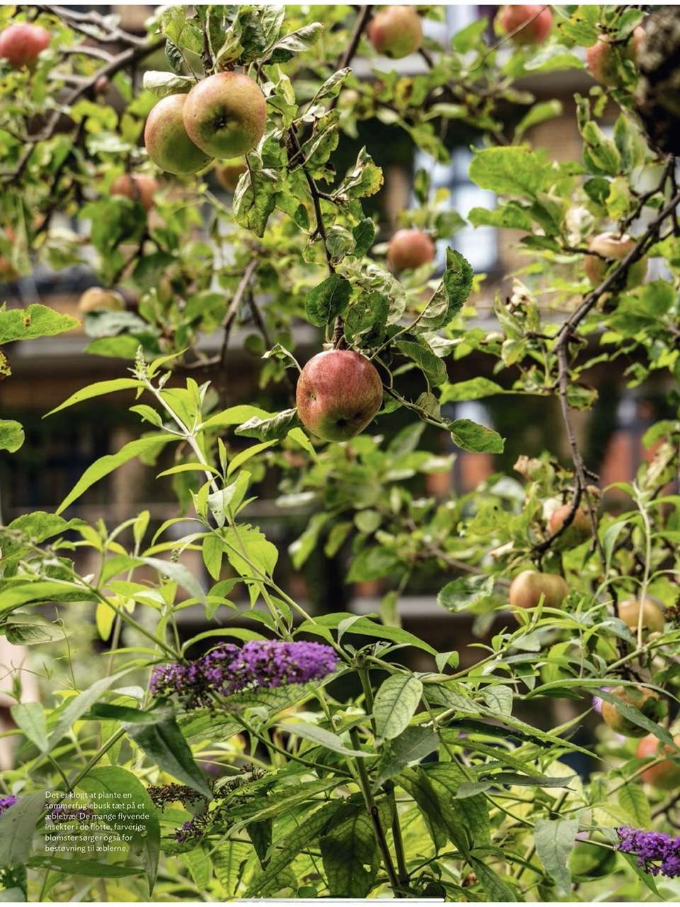 Magasinet Isabellas med artikel og fotos om sensommer i den urbane have af Kenn Römer-Bruhn