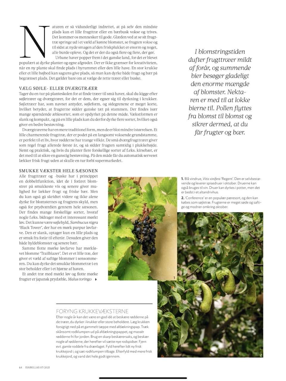 Magasinet Isabellas med artikel og fotos om sensommer i den urbane have af Kenn Römer-Bruhn