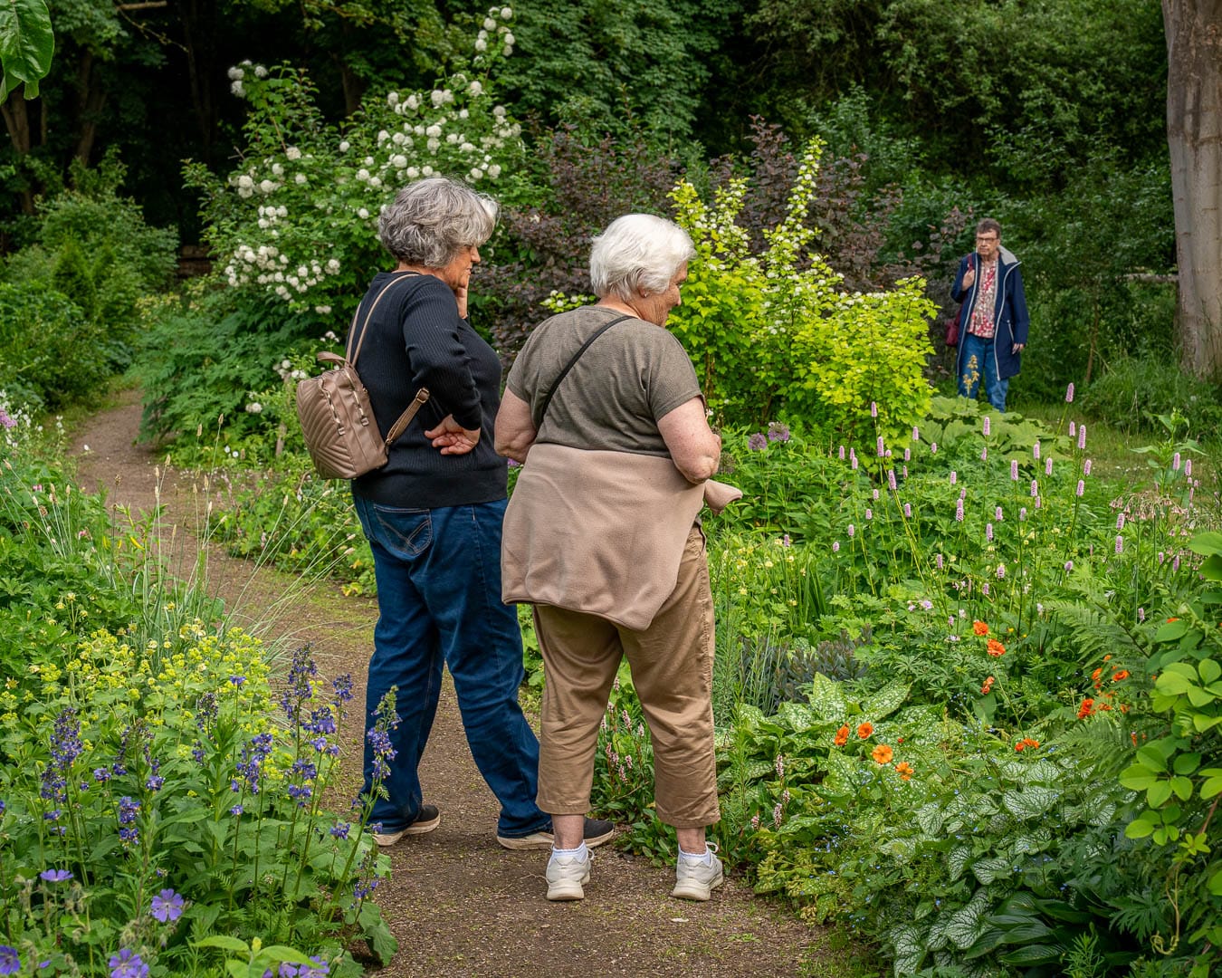 To besøgende går på opdagelse mellem blomstrende staudebede