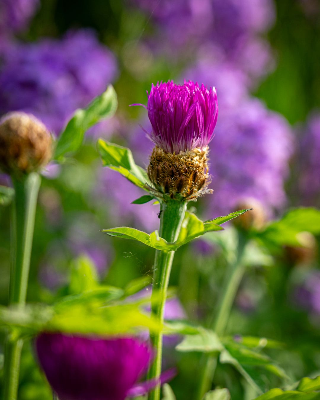 Knopurt og velduftende aftenstjerne ses på havekurset om sommerstauder i Blomsterhaven Knopurt og velduftende aftenstjerne ses på havekurset om sommerstauder i Blomsterhaven