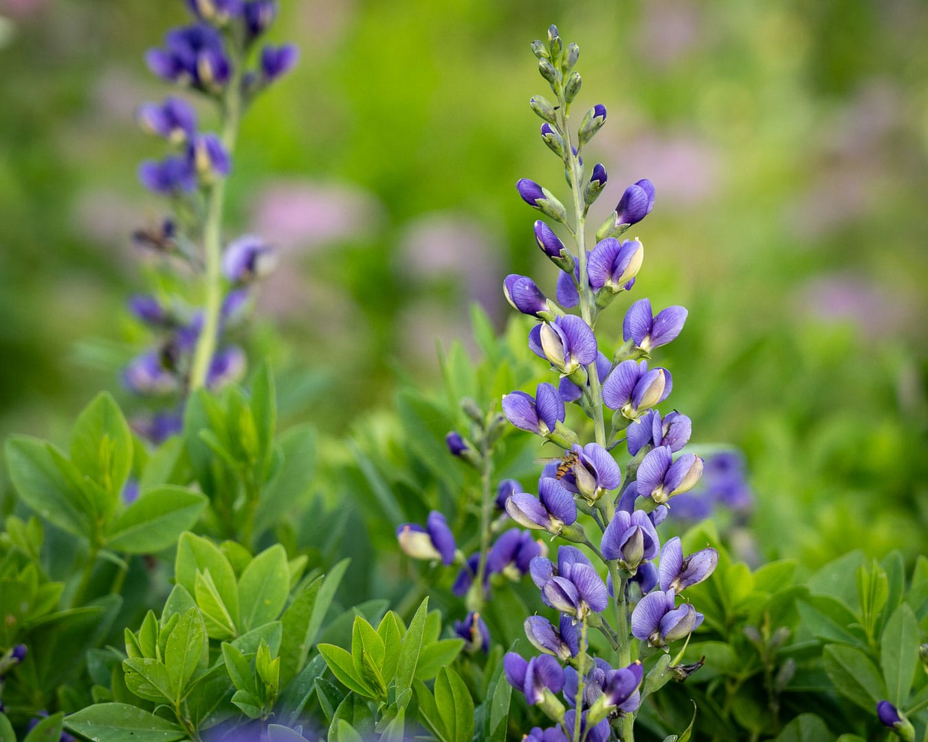 Farvebælg (Baptisia australis) Efter få år i jorden, stråler farvebælg med sine blå farver