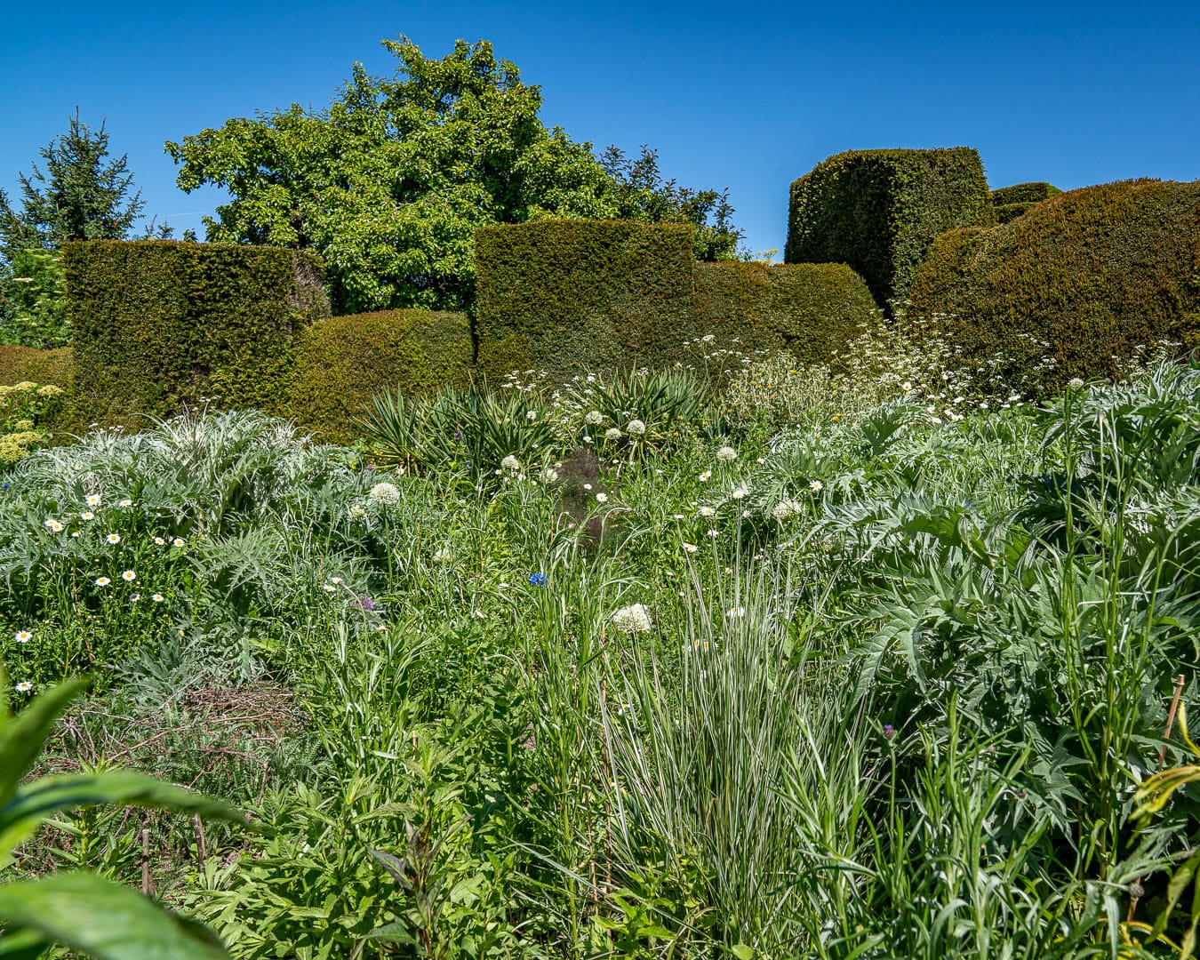 Great Dixter House & Gardens Interessante plantesammensætninger i Great Dixter House & Gardens