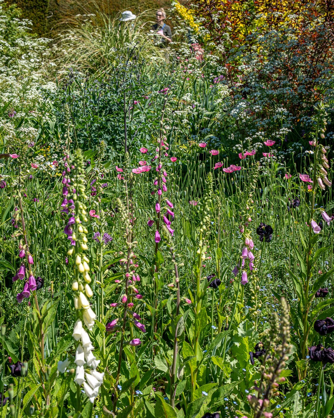 Great Dixter House & Gardens Blomster fra fingerbøl og valmue afløser tulipaner i Great Dixter House & Gardens