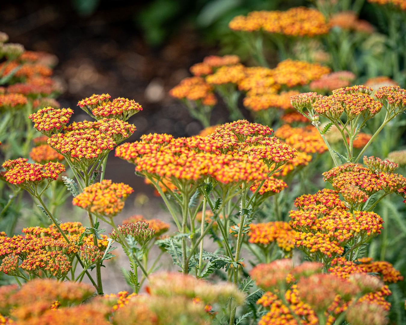 Røllike (Achillea millefolium) Røllike (Achillea millefolium)