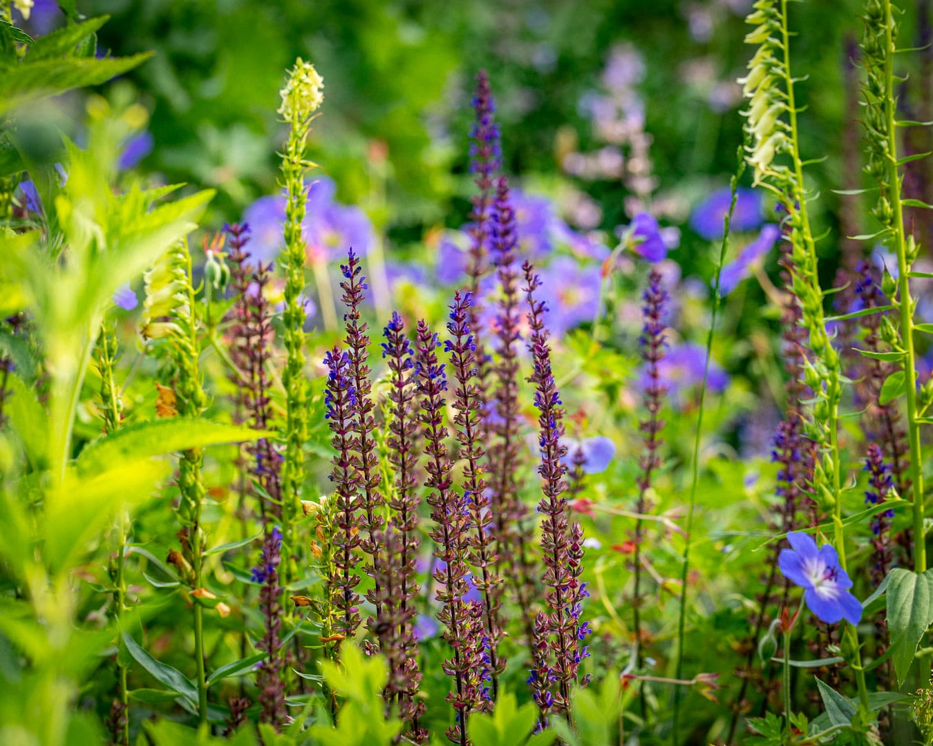 Salvie (Salvia nemorosa) Salvie (Salvia nemorosa)