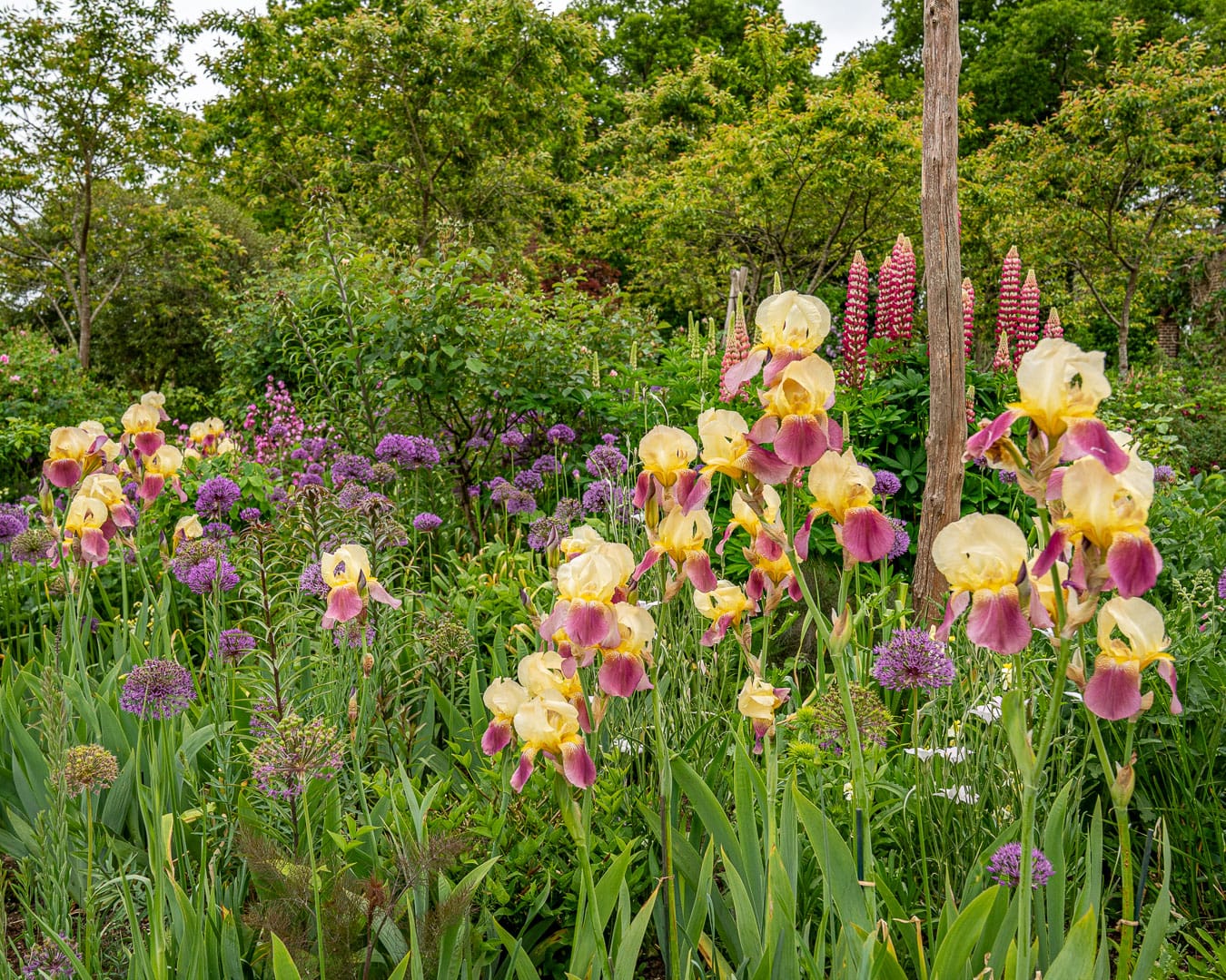 Haveiris og prydløg i Sissinghurst Castle Garden