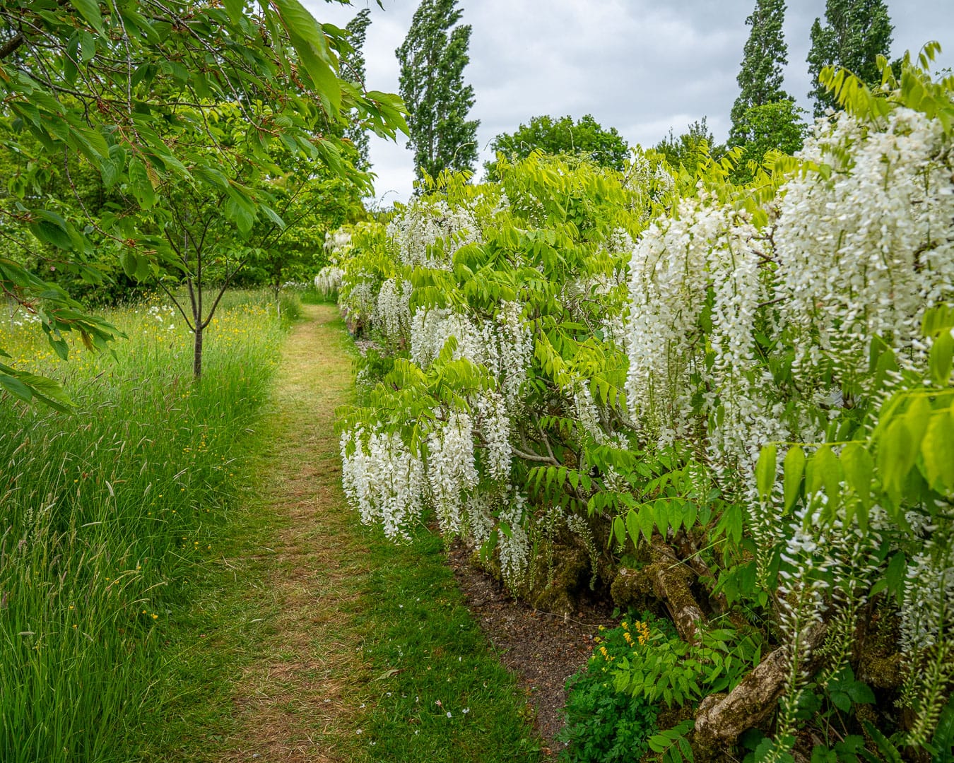 Eng og lav væg med en hvid blåregn i Sissinghurst Castle Garden