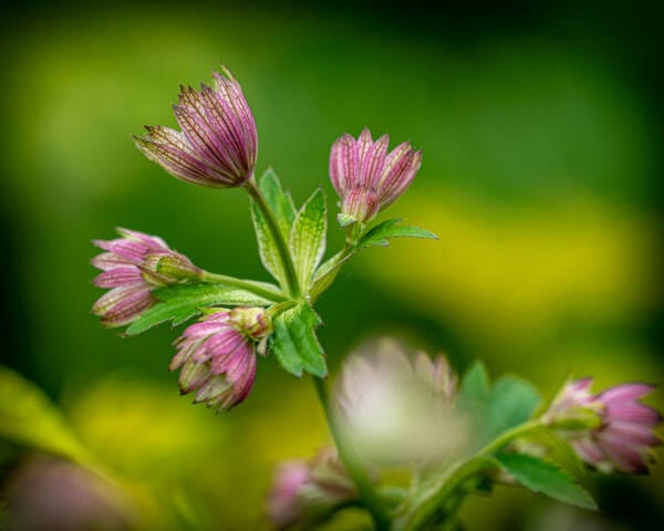 Blomster og planter i farverige kombinationer – tips til valg, pleje og placering