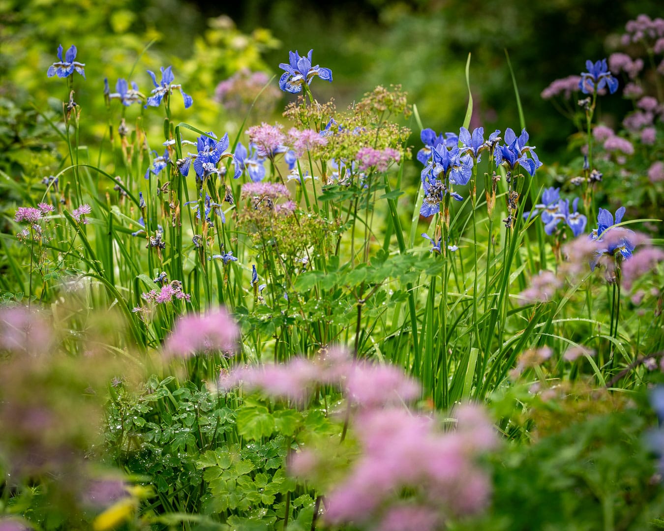 Staudebed med blå iris og rosa violfrøstjerne giver ro og rytme Staudebed med blå iris og rosa violfrøstjerne giver ro og rytme