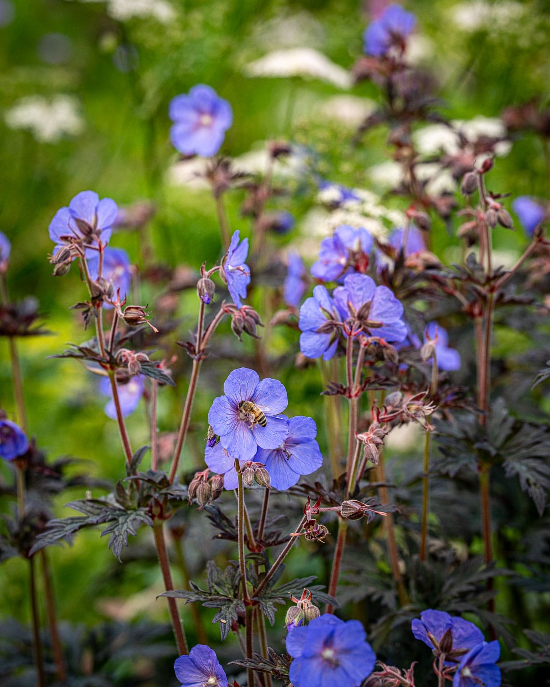 Stauder med mørkt løv og kraftigt farvede blomster som Geranium ‘Boom Chocolatta’ skaber liv i bedet Stauder med mørkt løv og kraftigt farvede blomster som Geranium 'Boom Chocolatta' skaber liv i bedet