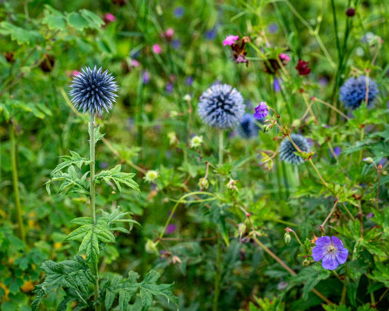 Forskellige forme på staudernes blomster giver struktur og rytme i havens bede Forskellige forme på staudernes blomster giver struktur og rytme i havens bede
