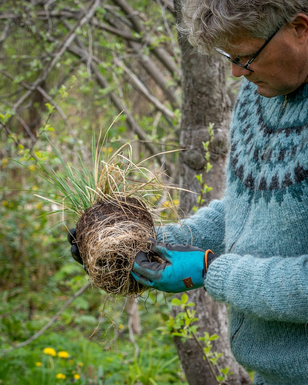 Havekursus om begynderhavens nyplantning Rødderne på en potteplante løsnes før den plantes ud i haven