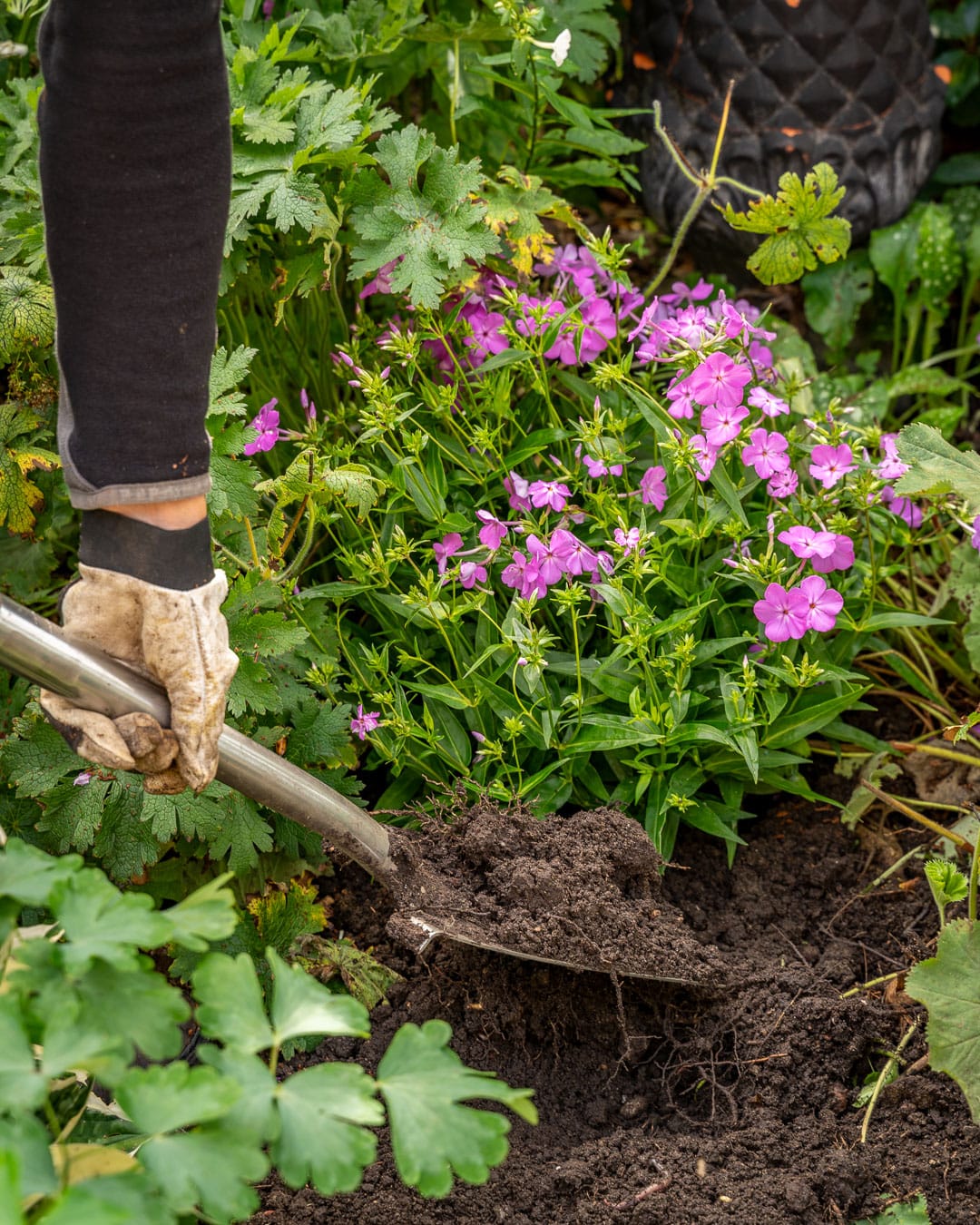 Plantehul graves dybt og bredt for at give plads til en ny staude Plantehul graves dybt og bredt for at give plads til en ny staude