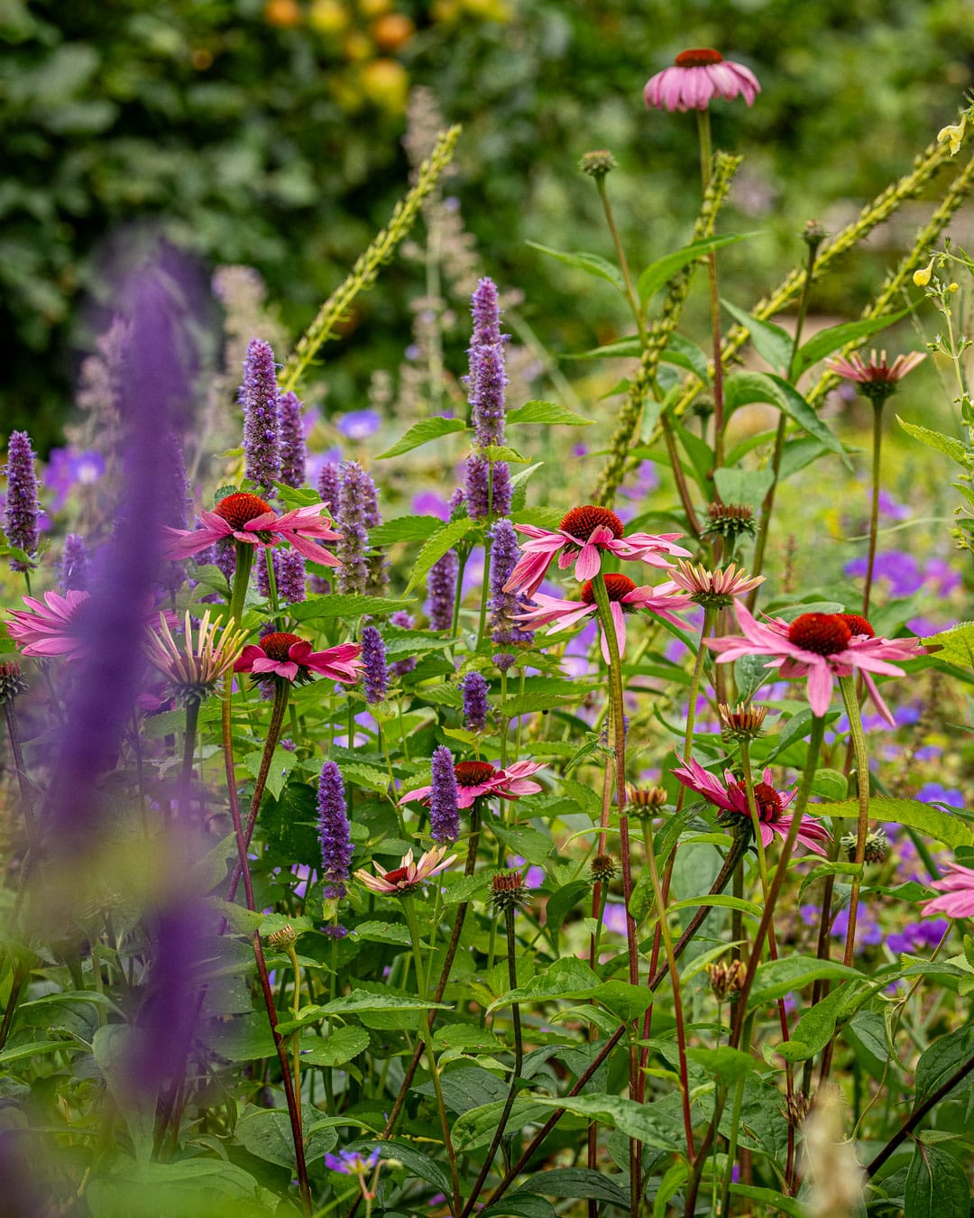 Et sensommerblomstrende bed af dejlige farver Et sensommerblomstrende bed af dejlige farver