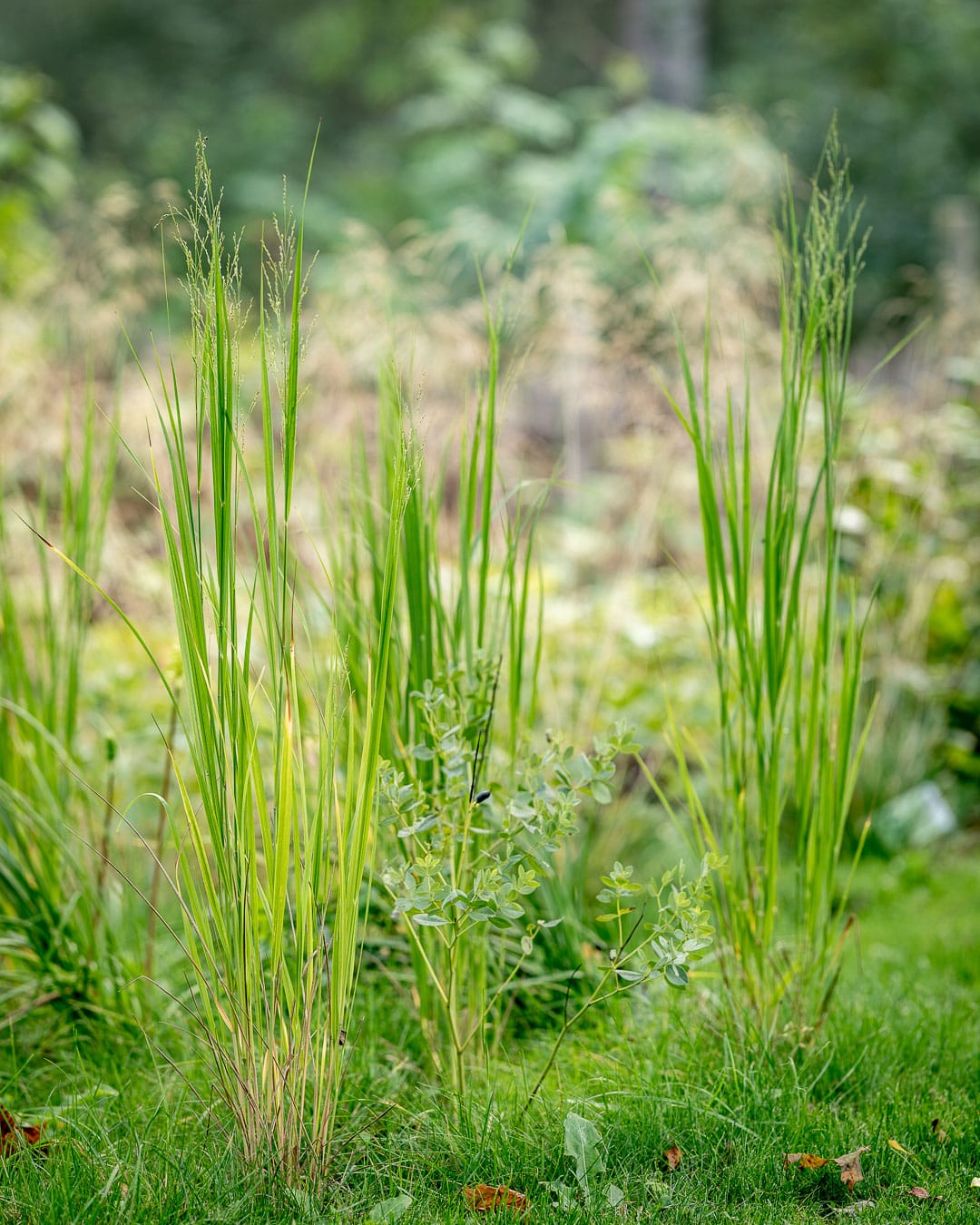 Prydgræsser blandt vilde urter og skøn natur Prydgræsser blandt vilde urter og skøn natur