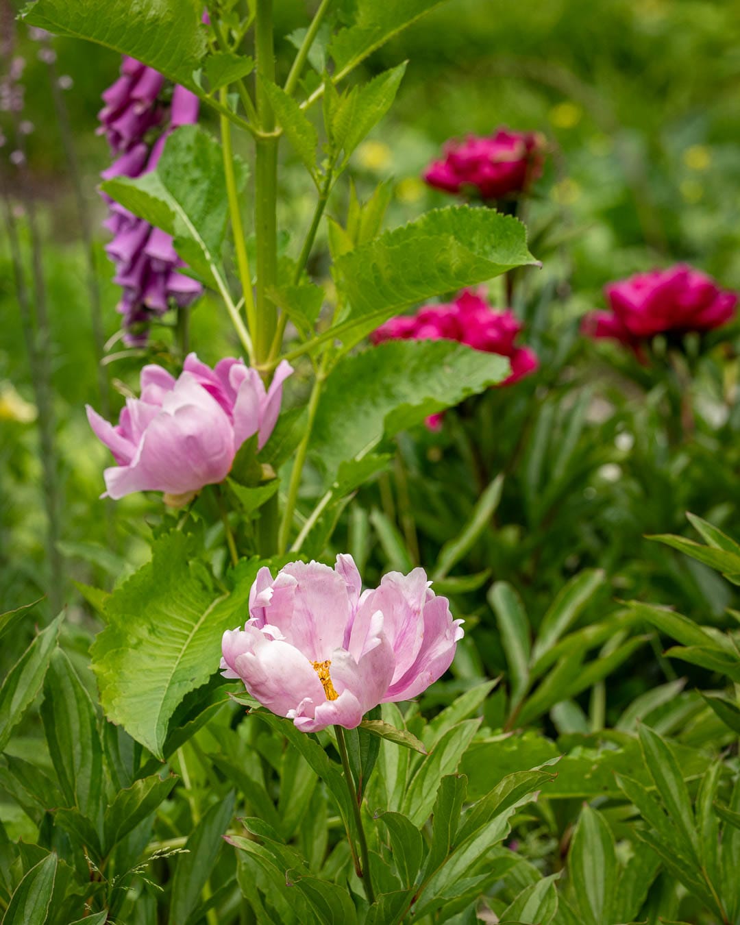 Selvsåede enkeltblomstrende lyserøde silkepæoner i Blomsterhavens bed