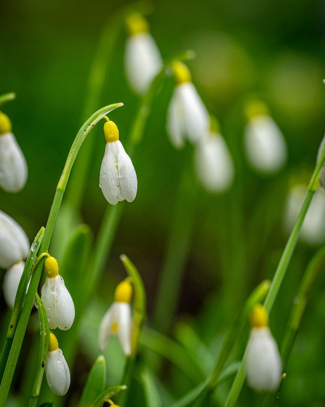 Vintergæk, Galanthus nivalis 'Primrose Warburg'