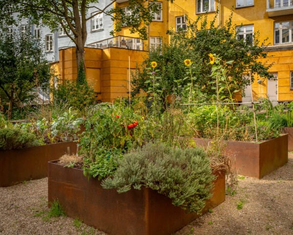 Sådan får du flere af de kønne, gule erantis