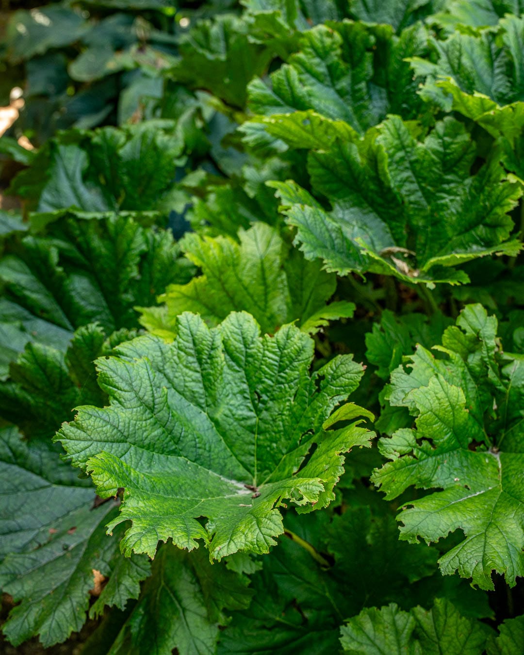 Planter med markante bladformer og teksturer i Den Dunkle Have i H.C. Andersen Haven.