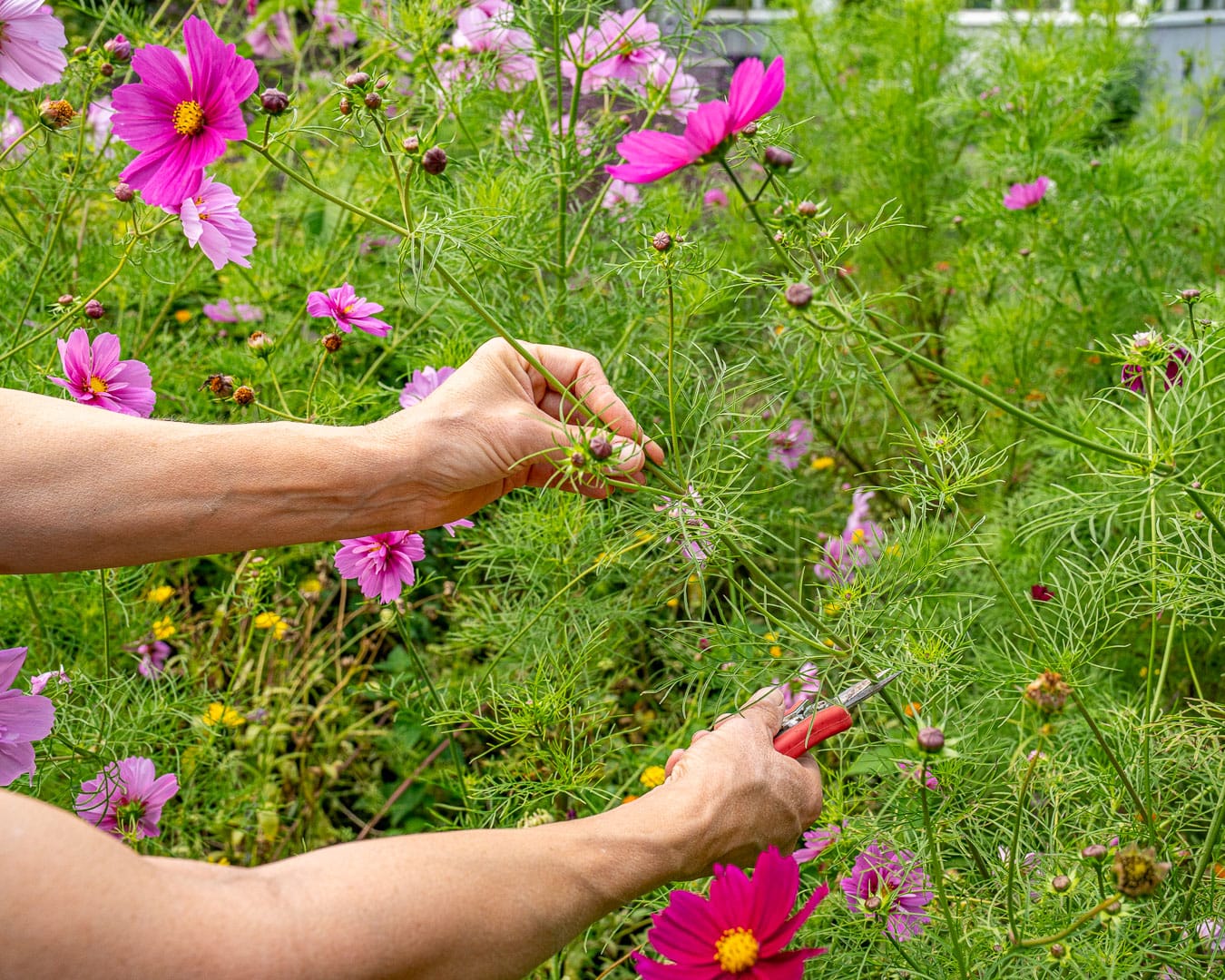 I Blomsterhavens skærehave klippes cosmos til buketter I Blomsterhavens skærehave klippes cosmos til buketter