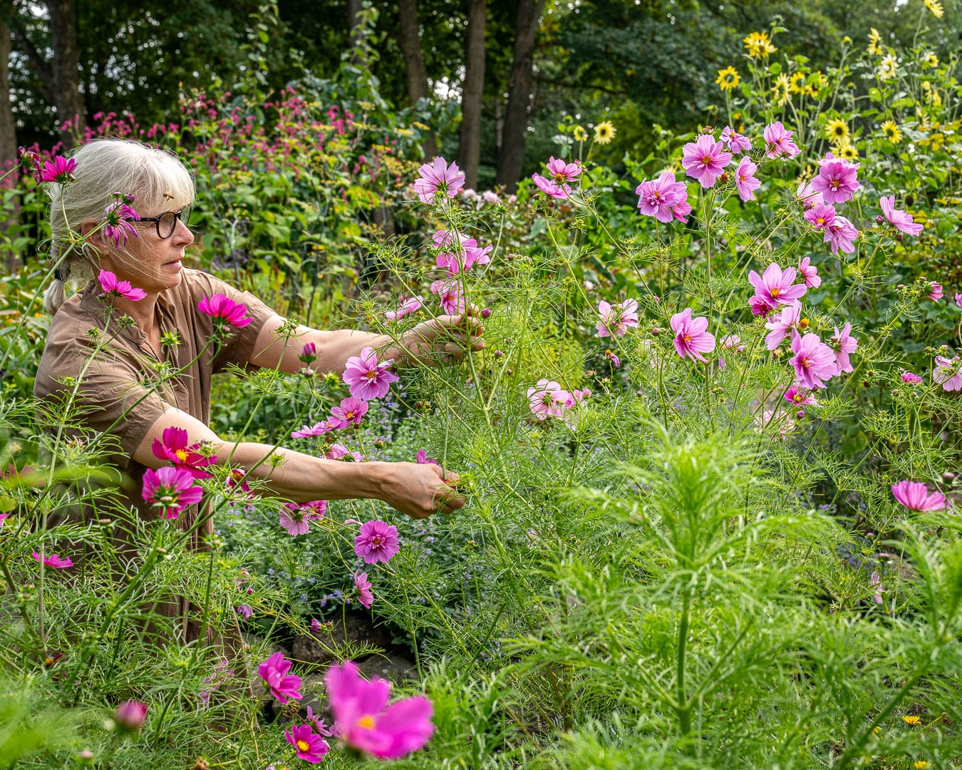 Udvalg af høje cosmos til buket i Blomsterhaven Udvalg af høje cosmos til buket i Blomsterhaven