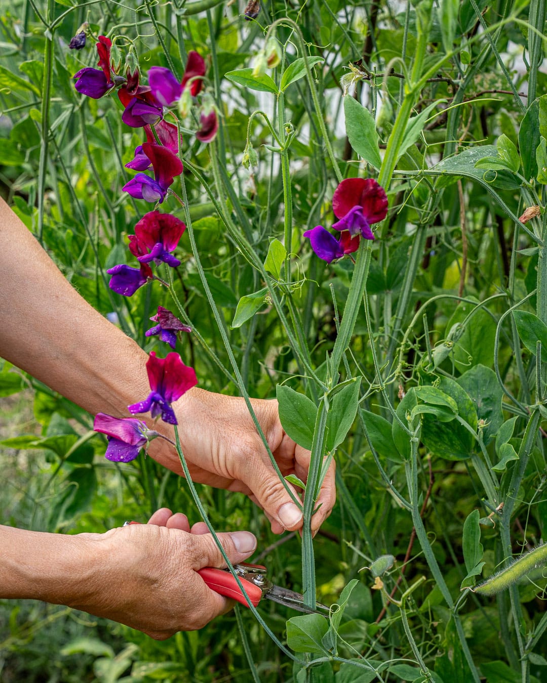 Lathyrus klippes med beskæresaks i haven Lathyrus klippes med beskæresaks i haven