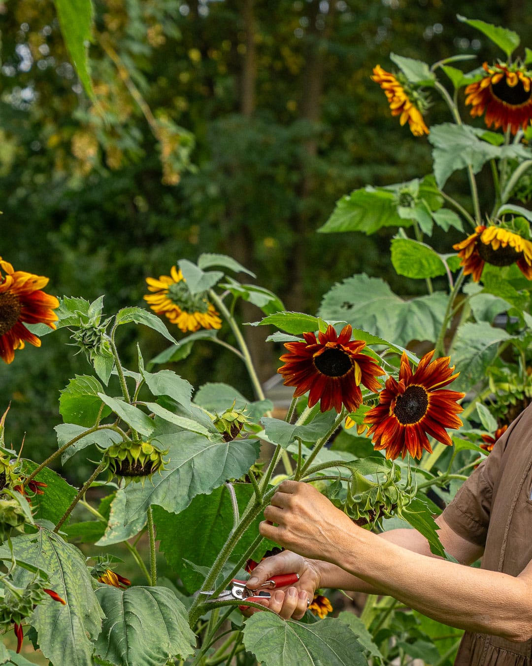 Solsikker i brændte farver klippes til buket i Blomsterhaven Solsikker i brændte farver klippes til buket i Blomsterhaven